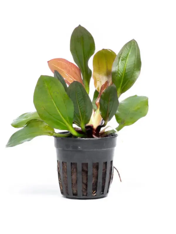 Echinodorus Red Phoenix houseplant