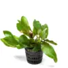 Echinodorus Red Rubin – Pot houseplant