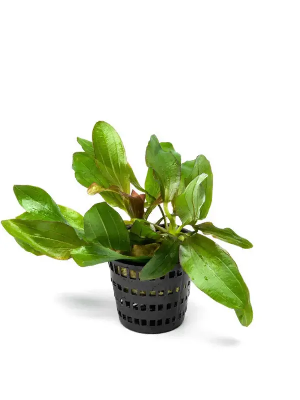 Echinodorus Red Rubin – Pot houseplant
