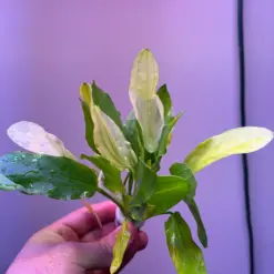Echinodorus Uruguayensis Tricolor houseplant