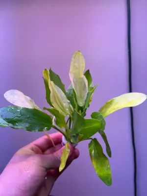 Echinodorus Uruguayensis Tricolor houseplant