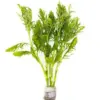 Water Wisteria (Hygrophila difformis) – Pot houseplant