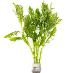 Water Wisteria (Hygrophila difformis) – Pot houseplant