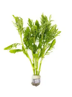 Water Wisteria (Hygrophila difformis) – Pot houseplant
