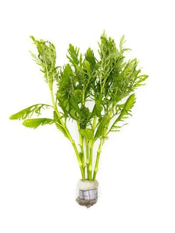 Water Wisteria (Hygrophila difformis) – Pot houseplant