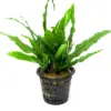 Java Fern (Microsorum pteropus) – Mother Pot houseplant
