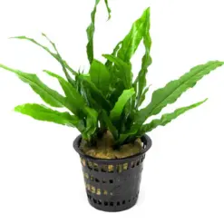 Java Fern (Microsorum pteropus) – Mother Pot houseplant
