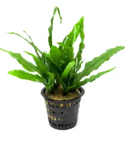 Java Fern (Microsorum pteropus) – Mother Pot houseplant