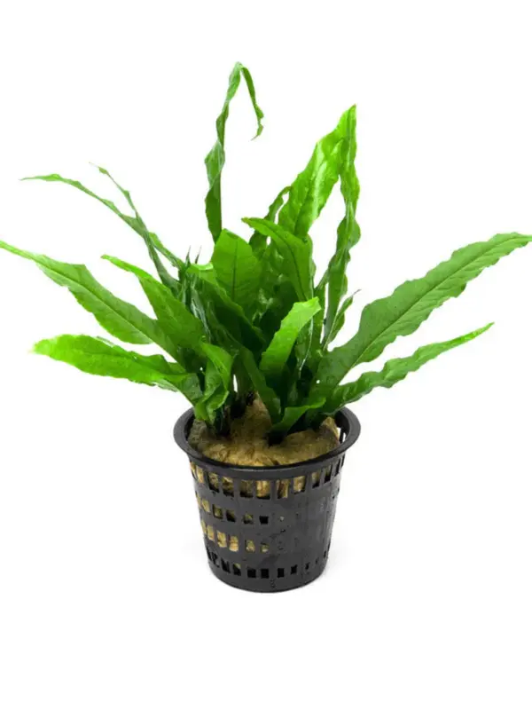 Java Fern (Microsorum pteropus) – Mother Pot houseplant