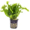 Java Fern 'Windelov' (Microsorum pteropus) houseplant