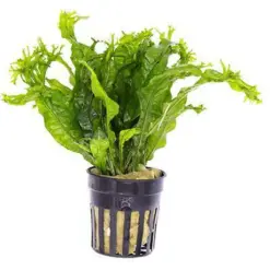 Java Fern 'Windelov' (Microsorum pteropus) houseplant