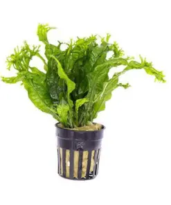 Java Fern 'Windelov' (Microsorum pteropus) houseplant