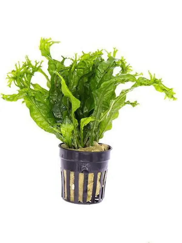 Java Fern 'Windelov' (Microsorum pteropus) houseplant