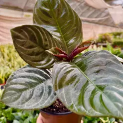Aphelandra 'Nova Fuego' houseplant