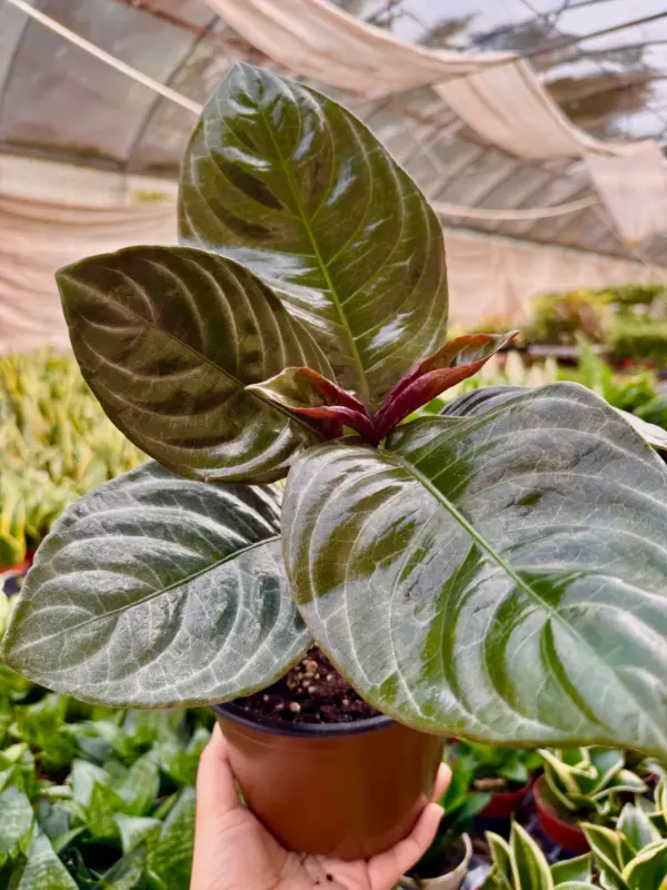 Aphelandra 'Nova Fuego' houseplant