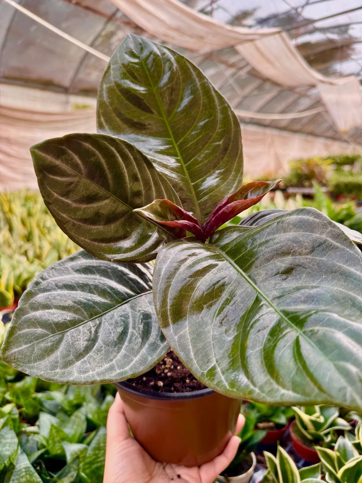 Aphelandra 