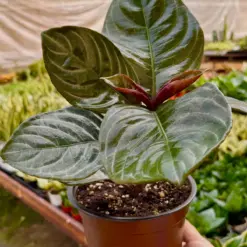 Aphelandra 'Nova Fuego' — additional view