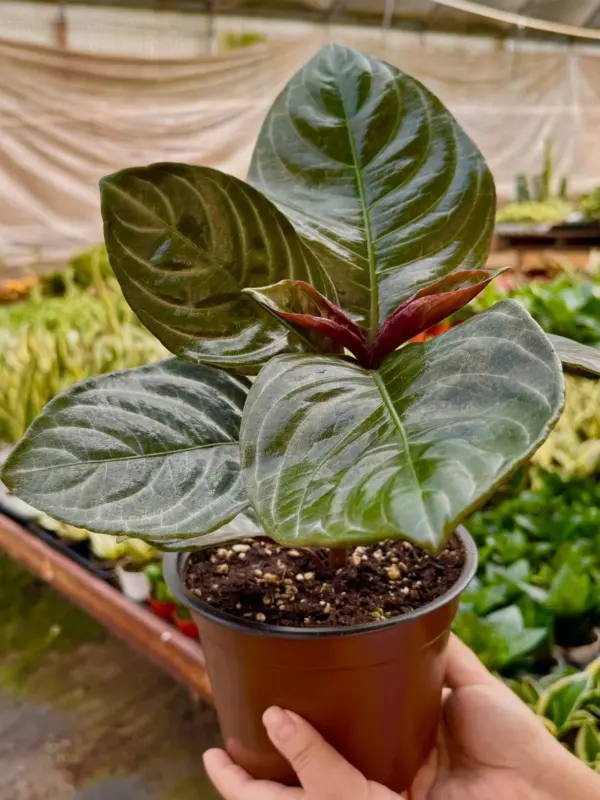 Aphelandra 'Nova Fuego' — additional view