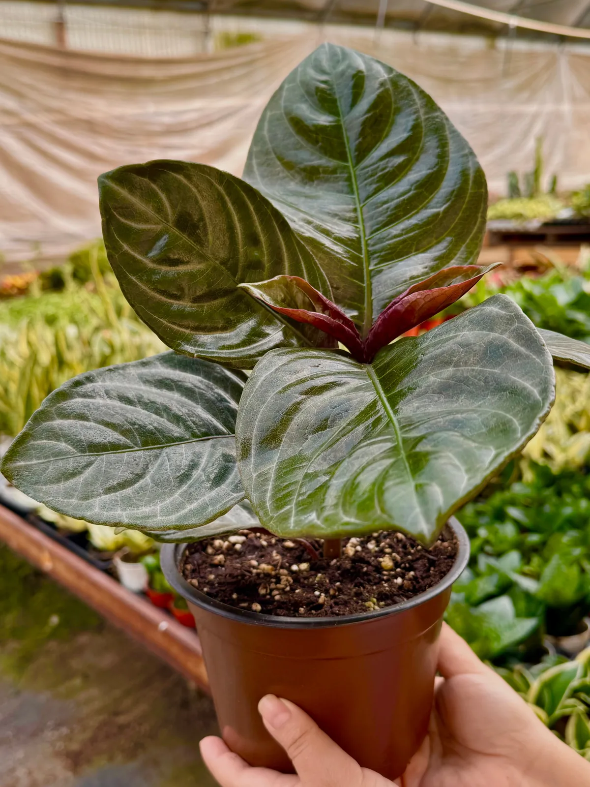 Aphelandra 