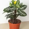 Zebra 'Aphelandra' houseplant