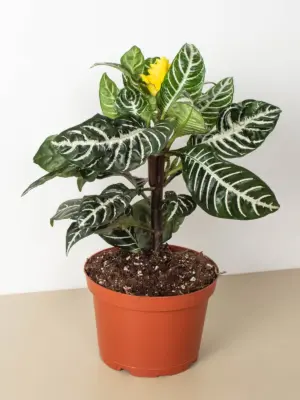 Zebra 'Aphelandra' houseplant