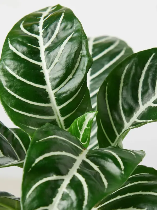 Zebra 'Aphelandra' — leaf detail close-up