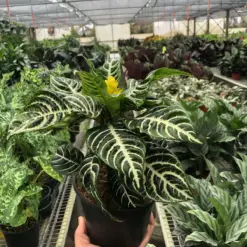 Zebra 'Aphelandra' — additional view