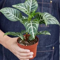 Zebra 'Aphelandra' — held in hand for size reference