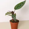 Apoballis 'Purple Sword' houseplant