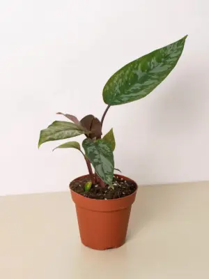 Apoballis 'Purple Sword' houseplant