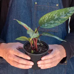 Apoballis 'Purple Sword' — additional view