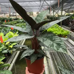 Apoballis 'Purple Sword' — additional view