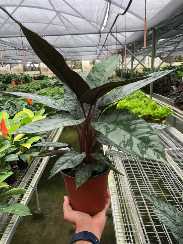Apoballis 'Purple Sword' — additional view
