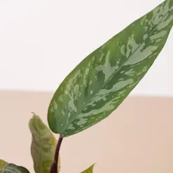 Apoballis 'Purple Sword' — additional view