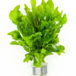 Alternanthera Variegatus Aquatic houseplant