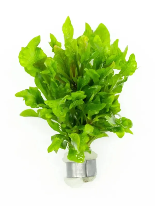 Alternanthera Variegatus Aquatic houseplant