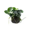 Anubias Barteri Petite Round on Lava Stone Aquatic houseplant