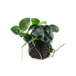 Anubias Barteri Petite Round on Lava Stone Aquatic houseplant