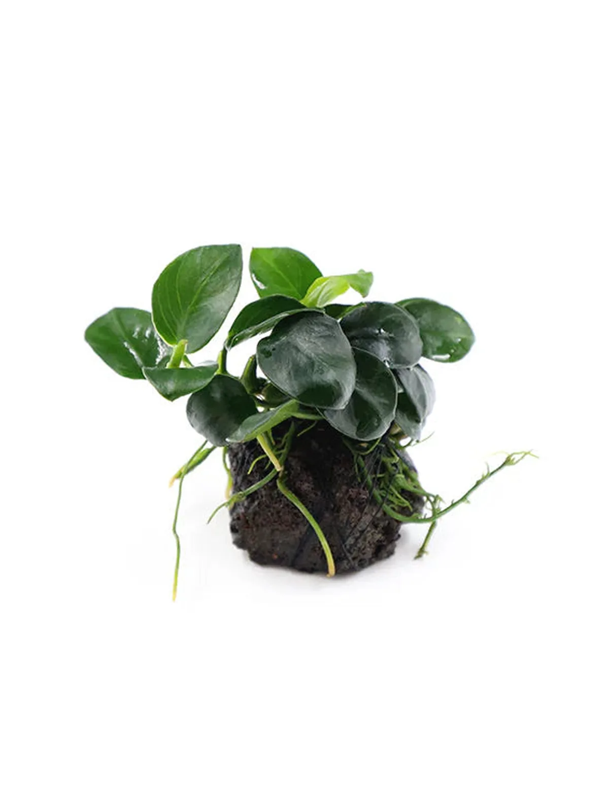 Anubias Barteri Petite Round on Lava Stone Aquatic houseplant