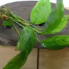 Anubias Heterophylla Aquatic houseplant