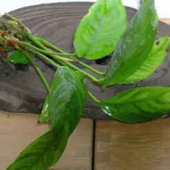 Anubias Heterophylla Aquatic houseplant