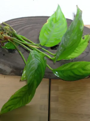 Anubias Heterophylla Aquatic houseplant