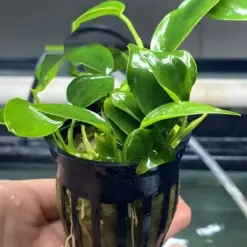 Anubias Nana Aquatic houseplant