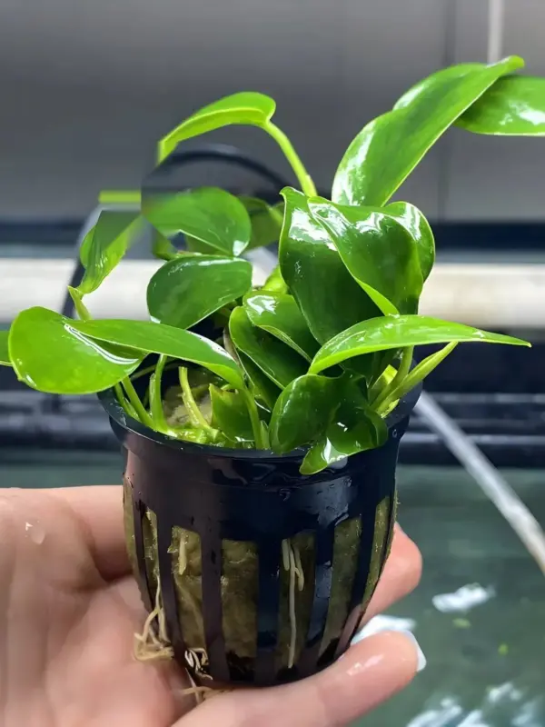 Anubias Nana Aquatic houseplant