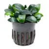 Anubias Nana Bonsai Aquatic houseplant