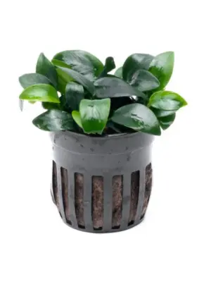 Anubias Nana Bonsai Aquatic houseplant