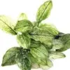 Anubias Nana Pinto Aquatic houseplant