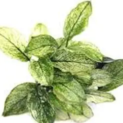 Anubias Nana Pinto Aquatic houseplant