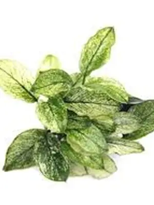 Anubias Nana Pinto Aquatic houseplant