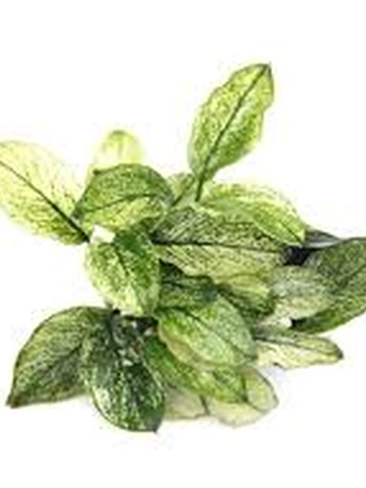 Anubias Nana Pinto Aquatic houseplant